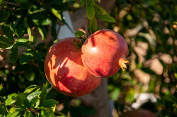 pomegranate fruits & tree