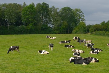 Obraz premium Troupeau de vaches Prim Holstein au pré