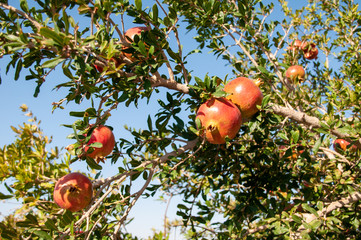 pomegranate tree