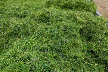 Ensilage luzerne, confection d'un silo, tassement avec un tracteur