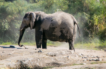 Elefante con lodo
