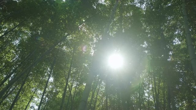 Morning sunlight in the tranquil bamboo forest