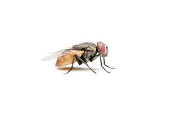 The Housefly on White background in Southeast Asia.