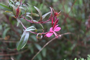 Obraz premium GAURA LINDHEIMER
