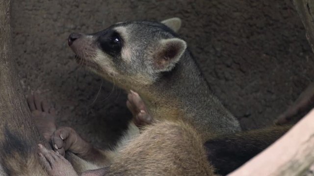 crab-eating raccoon
Osito Lavador 
Mapache
Raccoon 
Guayaquil Ecuador 