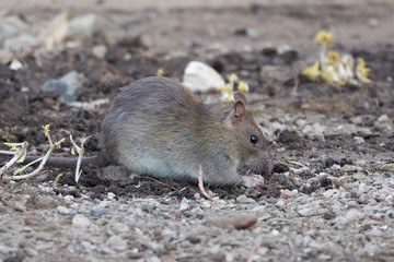 Brown rat (Rattus norvegicus)