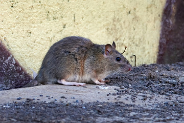 Naklejka na ściany i meble Brown rat (Rattus norvegicus)