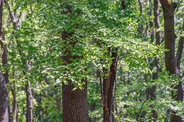 風に揺れる新緑の葉