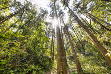 太陽の光を浴びる新緑の木