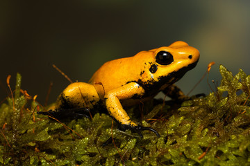 Young golden poison frog 