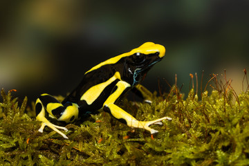 Young dyeing poison dart frog 