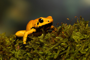 Young golden poison frog 