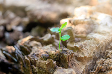 New life of trees by germination of seedlings on stumps