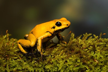 Young golden poison frog 