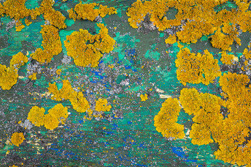 Colorful yellow lichen growing on painted old wood