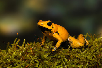 Young golden poison frog 