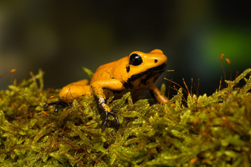 Young golden poison frog 