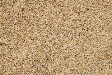 freshly harvested rice seeds are laid out for drying in the sun before processing