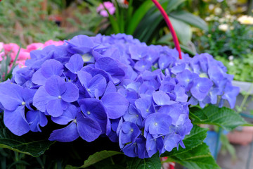 満開に咲いた青い紫陽花