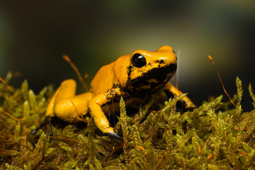 Young golden poison frog 