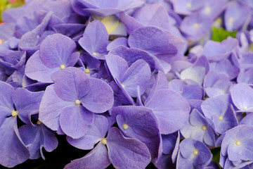 画面いっぱいの紫陽花