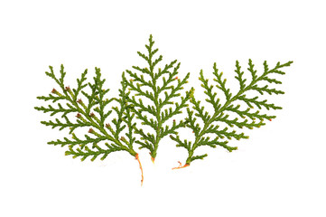 thuja isolated on white background