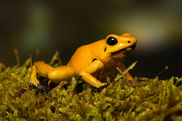 Young golden poison frog 