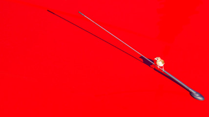 Passarinho canarinho amarelo pousado em antena com fundo vermelho 