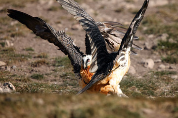 The bearded vulture (Gypaetus barbatus), also known as the lammergeier or ossifrage, a pair of fighting for position with wings spread in the rock