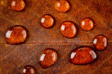 Large drops of water on the surface of dry autumn leaves of trees, photographed close-up.