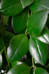 Obraz premium close up of green leaves