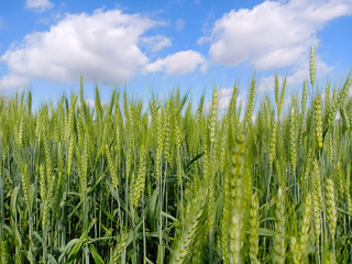 Green wheat field with blue sky