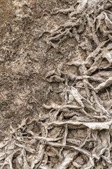 tree roots have grown into an old wall, creating a beautiful ancient pattern