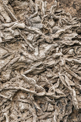 tree roots have grown into an old wall, creating a beautiful ancient pattern