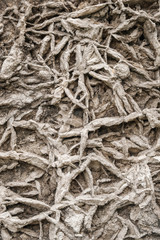 tree roots have grown into an old wall, creating a beautiful ancient pattern