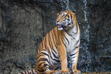 Fototapeta na wymiar The tiger is sitdown and show tongue in front of mini waterfall at thailand
