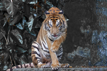 The tiger is sitdown and show tongue in front of mini waterfall at thailand