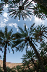 Fototapeta na wymiar Date palm trees farms in Oman