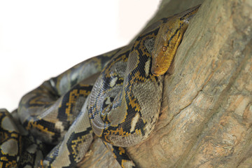 Close up Head big burmese python snake in body on stick tree at thailand