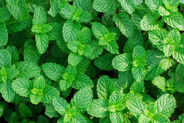 green leaves background