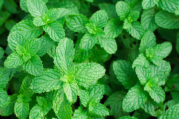 Fototapeta na wymiar mint leaves on a green background