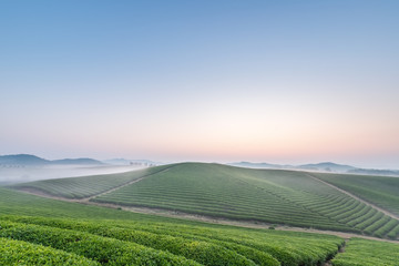 tea plantation landscape in dawn