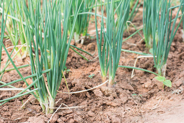 Fototapeta premium onions growing in the garden