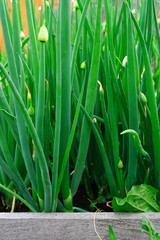 Green leek in the garden
