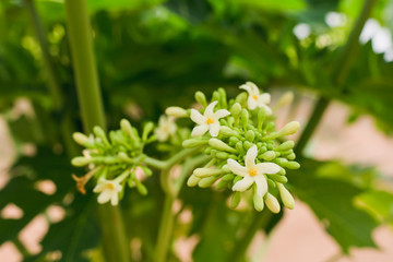 white flowers in a green garden