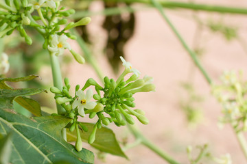 blossoming apple tree branch