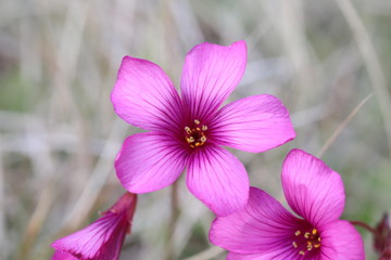 イモカタバミのピンクの花