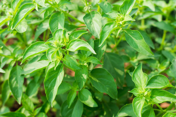Fototapeta na wymiar close up of fresh basil leaves