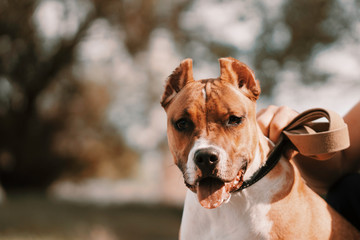  A man holds a dog on a leash. Close up. Toned