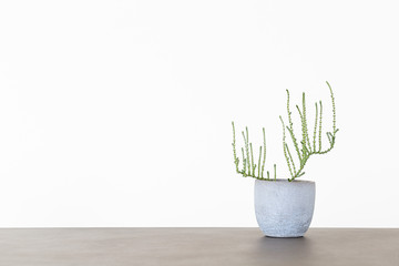 Small succulent houseplant in a grey pot isolated on a white background with copy space